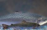2012-12-22 FDA Pushes to Release Genetically Modified Salmon into Environment