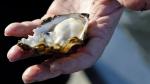 2018-04-09 2 B.C. oyster farms closed after norovirus outbreak, CBC