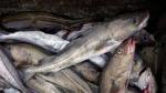 2019-08-22 Gulf of St. Lawrence cod extinction 'highly probable,' says DFO, CBC, Paul Withers